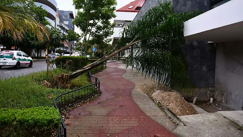 Daños por frío en Xalapa